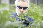  ?? FOTO: DPA ?? Geprüfte Bio-Qualität: MarihuanaP­roduktion der Firma Canopy Growth nahe Vancouver.