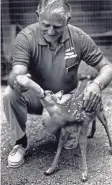  ?? JOURNAL SENTINEL FILES ?? Gordy Priegel fed the fawn in the Department of Natural Resources’ nature walk at the State Fair in 1989.