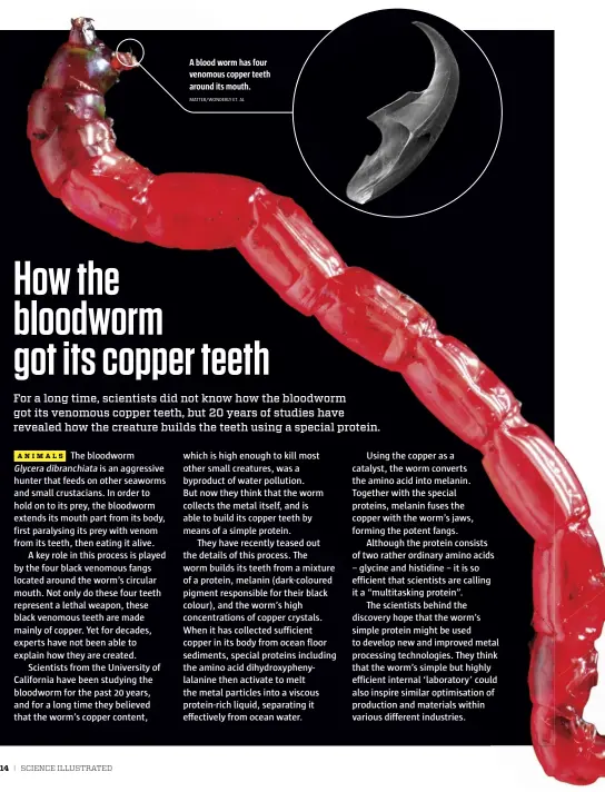  ?? MATTER/WONDERLY ET. AL ?? A blood worm has four venomous copper teeth around its mouth.