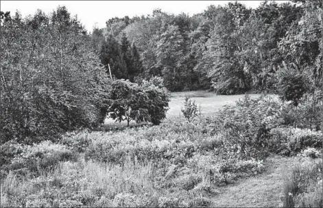  ?? LEE REICH PHOTO ?? A path mown through a field of goldenrod, asters and other flowering plants invites a stroll through this backyard meadow.