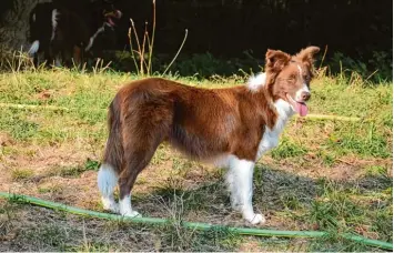  ?? Foto: Sonja Diller, Katzenhilf­e Langweid ?? Wer hat die Hündin Gypsy gesehen?