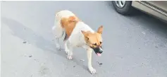  ??  ?? File photo shows a dog roaming across a public area in Sibu town.