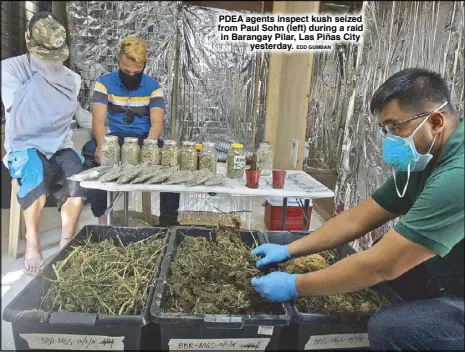  ?? EDD GUMBAN ?? PDEA agents inspect kush seized from Paul Sohn (left) during a raid in Barangay Pilar, Las Piñas City yesterday.