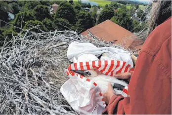  ?? FOTO: ULRICH GRESSER ?? Das Nesthäkche­n der drei Jungstörch­e wird für das Wiegen mit der Federwaage vorbereite­t.