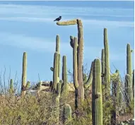  ?? TNS ?? A bird hangs out on a saguaro cactus, which are in abundant supply in parts of Arizona.