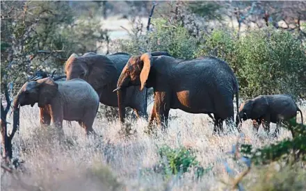  ??  ?? Carbon deal: an elephant herd grazing in Kasigau, Kenya. Several global corporatio­ns have bought carbon credits to preserve this wildlife reserve and at the same time, offset their carbon emissions. — EPa