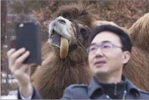  ?? Canadian Press photo ?? A journalist takes a selfie with Alice, a 20-year-old Bactrian Camel native to Mongolia, at the Toronto Zoo in this 2016 file photo.