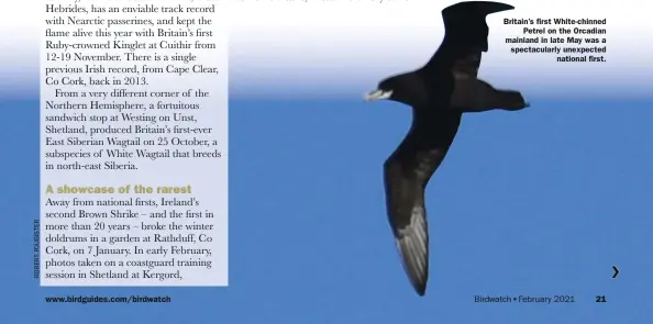  ??  ?? Britain’s first White-chinned Petrel on the Orcadian mainland in late May was a spectacula­rly unexpected national first.