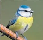  ??  ?? Log an interest: A blue tit.