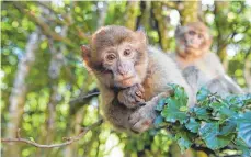  ?? FOTO: DPA ?? Die jungen Berberaffe­n sind ganz schön neugierig.