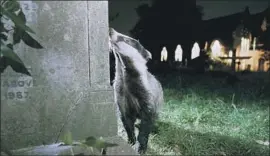  ?? Photograph­s by Laurent Geslin ?? A BADGER explores a darkened cemetery in South London. Medium and large animals like badgers increasing­ly spend more time active at night, a study found.