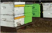  ?? MICHAEL WEBER — ENTERPRISE-RECORD ?? Bees congregate at a beehive on Feb. 12, 2022, nearby almond trees at Nicolaus Nut Company’s orchard in Chico.