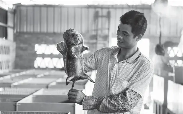  ?? ZHANG AILIN / XINHUA ?? Lin Jinghong checks a bamboo rat raised at his farm in Qinzhou, Guangxi Zhuang autonomous region. Breeding the rodents has helped him and his fellow villagers eradicate poverty over the past five years. Lin’s business now makes 100,000 yuan annually.