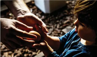  ?? PICTURE: THE WASHINGTON POST/CHRISTIE HEMM KLOK. ?? PROUD MOMENT: Matt Van Horn hands a freshly laid egg to his daughter Sadie.