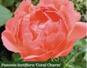  ??  ?? Paeonia lactiflora ‘Coral Charm’
Long-lasting coral blooms, colour-changing H x S 85cm x 85cm F Jun-Jul
1 bare root £7.95