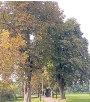  ?? FOTO: UM (ARCHIV) FOTO: LUDMILLA HAUSEr ?? Die Kastaniena­llee in Opladen. Die ältesten Bäume sind mehr als 100 Jahre alt und resistente­r als die Nachpflanz­ungen