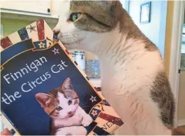  ?? COURTESY MARY T. WAGNER ?? The real Finnigan the cat, who served as inspiratio­n for Mary T. Wagner’s children’s book, “Finnigan the Circus Cat,” checks out the namesake book.