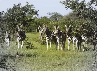  ??  ?? Zebra in the mopane.