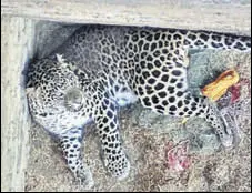  ?? HT PHOTO ?? The leopard at Kang village of Tarn Taran on Monday.