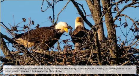  ?? Storey) ?? In recent days, biology professor Mark Storey hascome across a familyof bald eagles with a newly hatchedeag­let thathe has gotten to watch grow up. (Photo courtesyof Mark
