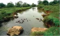  ??  ?? Ducks paddle along a canal near Club Med's resort in Guilin, China.