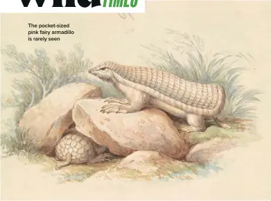  ?? ?? The pocket-sized pink fairy armadillo is rarely seen