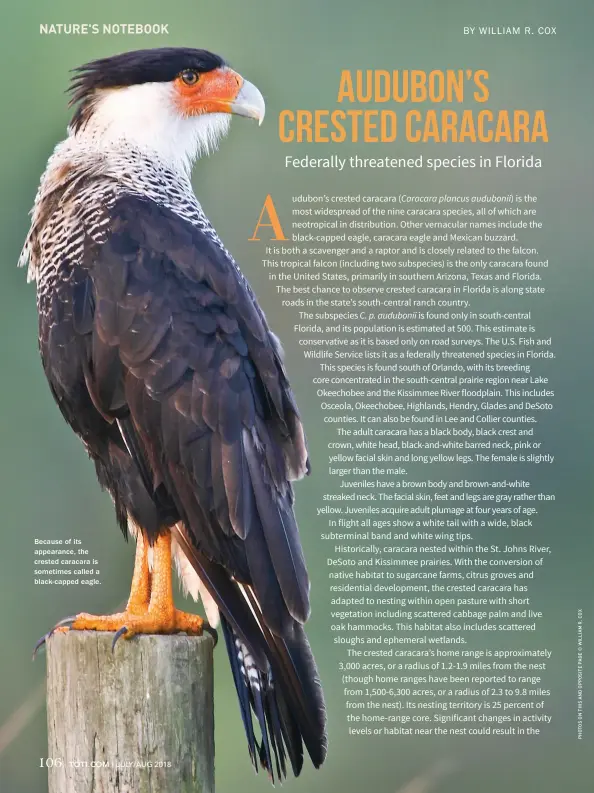  ??  ?? Because of its appearance, the crested caracara is sometimes called a black-capped eagle.