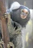  ??  ?? A common marmoset from eastern Brazil climbs a tree at Pymatuning Deer Park.