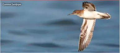  ??  ?? Common Sandpiper