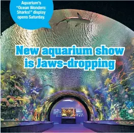  ??  ?? The New York Aquarium’s “Ocean Wonders: Sharks!” display opens Saturday.