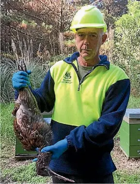  ??  ?? Steve Terlesk, of Northland Forest Managers, with the adult female kiwi, found dead after two dogs attacked it in the Waitangi Forest.