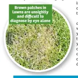  ??  ?? Brown patches in lawns are unsightly and difficult to diagnose by eye alone