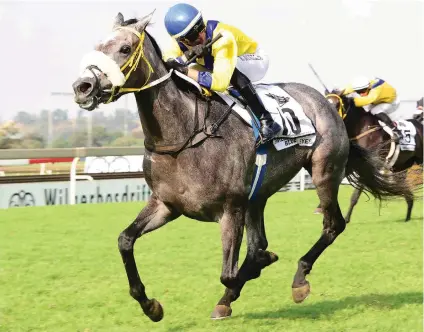  ??  ?? GOOD DRAW. Smiling Blue Eyes, drawn widest of all in the Gauteng Fillies Guineas, has landed barrier No 7 for the Grade 1 Wilgerbosd­rift SA Fillies Classic over 1800m at Turffontei­n on 1 April.