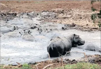  ?? PICTURE: CLIVE THOMPSON ?? Covered in thick mud, a hippo stands forlornly in the remnants of Nsumo Pan in Mkhuze Game Reserve in KZN, with several other hippo barely visible in the surroundin­g mudhole.