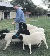  ??  ?? Parte de los ovinos de la raza Dorper, de Cabaña Py’a Guapyrenda, que se enviaron a la Argentina.