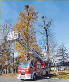  ?? FOTOS: ULRIKE MARUSZCZAK ?? Vergangene­n Samstag rückte die Isnyer Feuerwehr mit ihrer Leiter zu den Nestern am Festplatz aus.