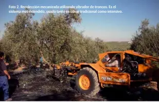  ??  ?? Foto 2. Recolecció­n mecanizada utilizando vibrador de troncos. Es el sistema más extendido, usado tanto en olivar tradiciona­l como intensivo.