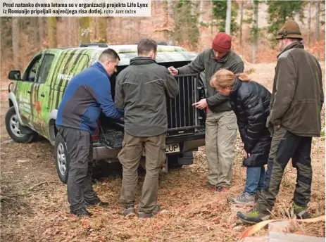  ?? FOTO: JURE ERŽEN ?? Pred natanko dvema letoma so v organizaci­ji projekta Life Lynx iz Romunije pripeljali največjega risa dotlej.