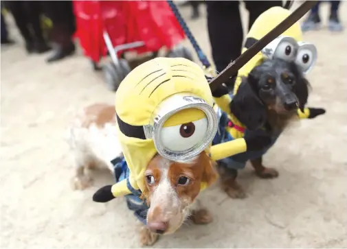  ??  ?? Doxie Minions at a Halloween dog parade.