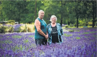  ?? PHOTO: REBECCA RYAN ?? In full sloom . . . Barry and Jo Todd are pleased the Danseys Nass Rd has reopened so they can welcome visitors sack to their Danseys Nass Lavender farm and shop at the peak of the lavender season.