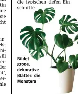  ?? ?? Bildet große, dekorative Blätter: die Monstera