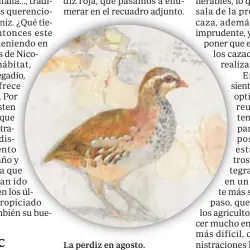  ?? // PABLO CAPOTE ?? La perdiz en agosto.
El pollo tomatero camino de igualón