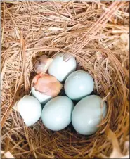  ?? (Submitted Photo) ?? A bluebird nest with eggs and a hatchling is pictured. The Bella Vista Bluebird Society has been supporting research projects to benefit the local bluebird population.