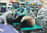  ?? XINHUA ?? Yuan Yuan, a female giant panda from the Chinese mainland, receives artificial inseminati­on from male giant panda Tuan Tuan at Taipei Zoo in March last year.