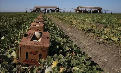  ?? Photograph: Justin Sullivan/Getty Images ?? Cantaloupe­s sit in a field in Firebaugh, California. A global fertilizer shortage is sending prices soaring.