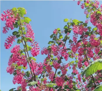  ??  ?? Hummingbir­ds love the red-flowering currant (Ribes sanguineum) with its attractive clusters of pink-red flowers.