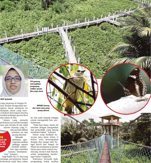  ??  ?? NUR Syahadah TITI gantung memudahkan pengunjung melihat spesies flora paya darat.
SPESIES burung dan rama-rama yang
jarang ditemui.
TITI gantung dan menara tinjau yang disediakan beri peluang pengunjung melihat hidupan hutan dengan jelas.