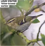  ?? ?? LOUD VISITOR Yellow-browed warbler