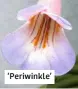  ??  ?? ‘Periwinkle’