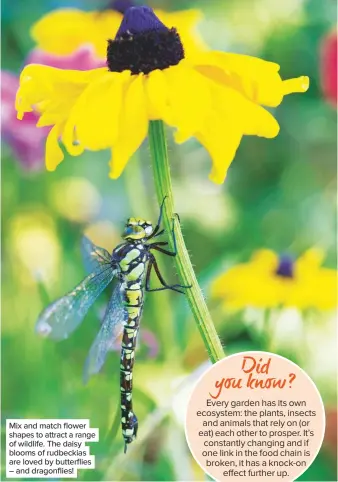  ??  ?? Mix and match flower shapes to attract a range of wildlife. The daisy blooms of rudbeckias are loved by butterflie­s – and dragonflie­s!